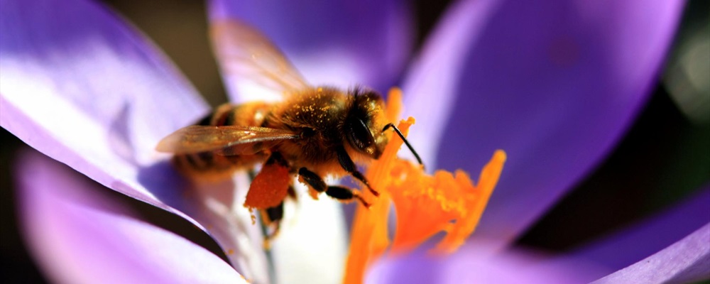 Honey Bee on Crocus 1